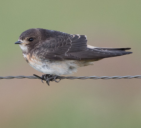 South African Cliff Swallow